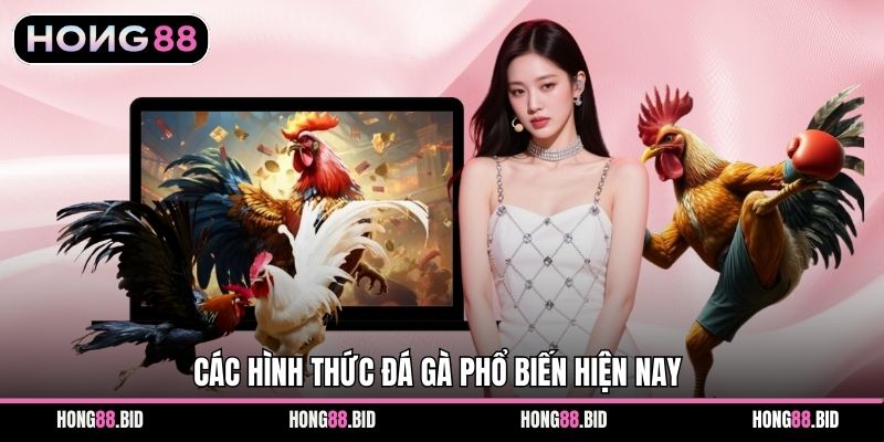 Đá Gà Hong88 Nền Tảng Giải Trí Trực Tuyến Hấp Dẫn Ổn Định - SI66.WEBSITE